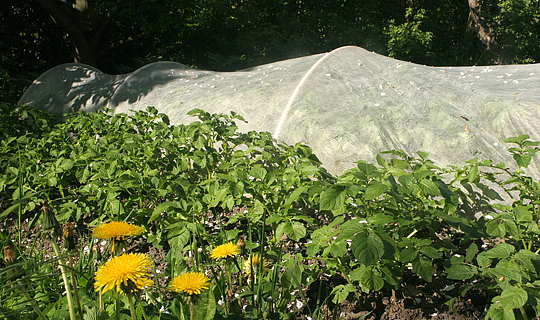 Tidlige kartofler under fiberdug