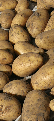 Kartofler til tørring