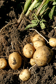 nye kartofler til sankthans
