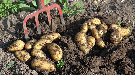 Kartofler graves op