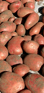 Kartofler til tørring