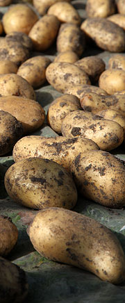 Kartofler til tørring inden opbevaring