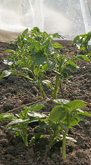 Kartofler under plast