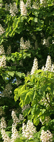 Kastanjetræ i blomst