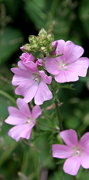 Katost blomstrer fra sankthans og fremad