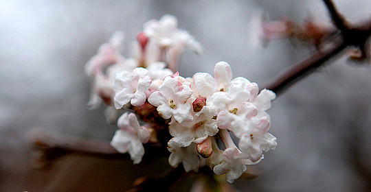 Kejserbusk i blomst