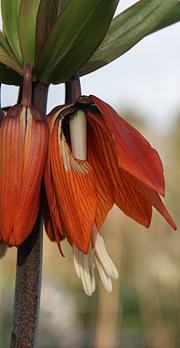 Kejserkrone
