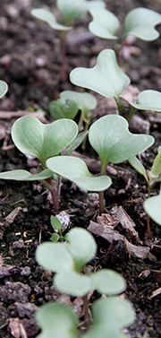 Kimplanter af hvidkål