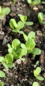 salat kimplanter