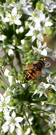 blomsterflue