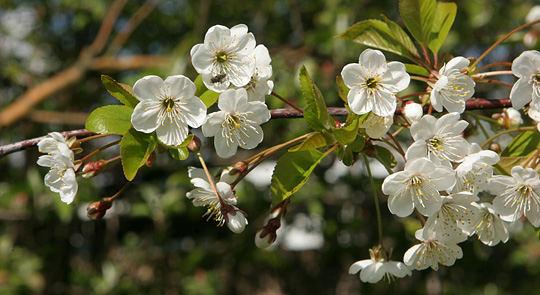 Kirsebærblomster