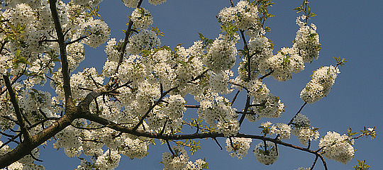 Sødkirsebærblomster