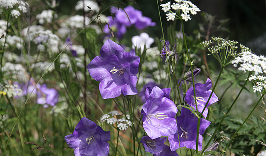 Klokkeblomster og skvalderkål i blomst