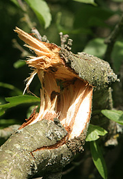 Knækket blommegren