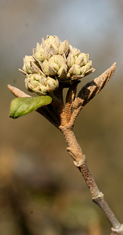 Virburnum carlesii