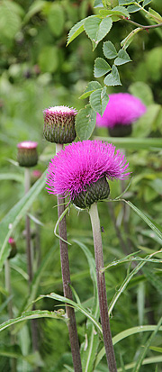 Selvlysende blomster