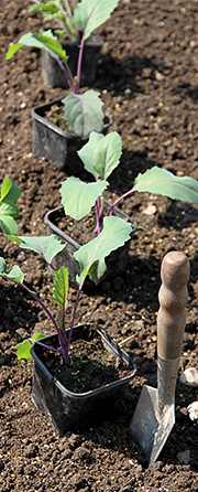 Knudkål udplantes