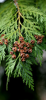 Thuja med kogler