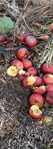 Æbler på kompostbunken