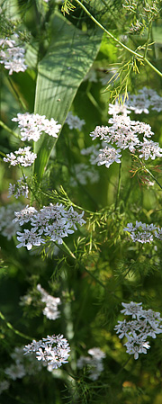 Koriander i blomst