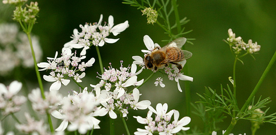 Bi i korianderblomster