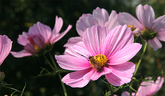 Kosmos er en anden god sommerblomst i efteråret.