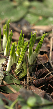 Krokus