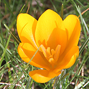 Orange krokus i græsplæne.