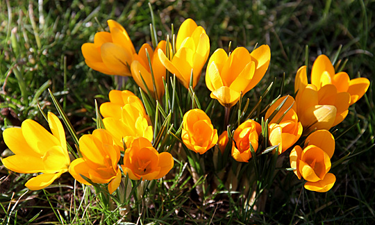 Krokus i græsplæne