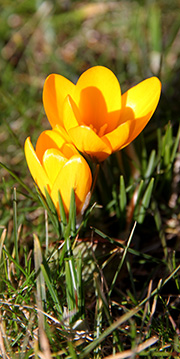 De første gule krokus er sprunget ud