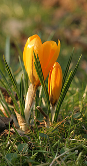 Krokus i græsplæne