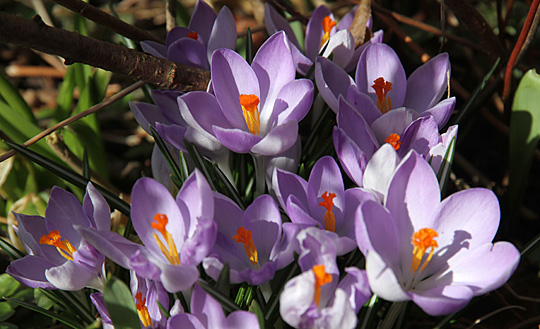 Smukke krokus i marts