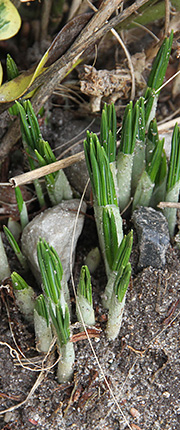 Krokus i februar