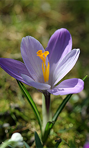 Lysblå krokus