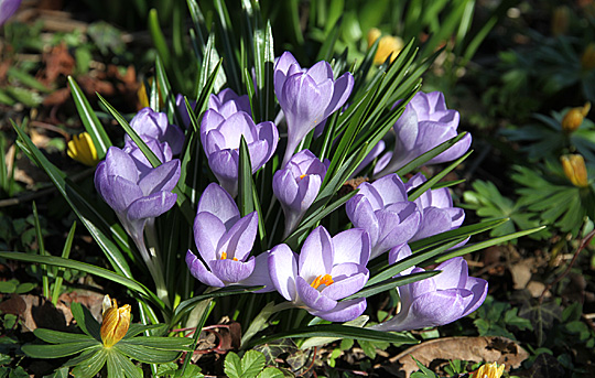 Krokus og erantis