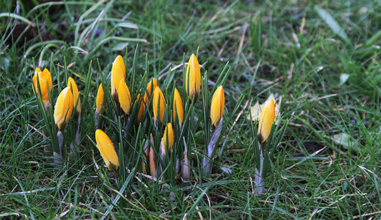Krokus