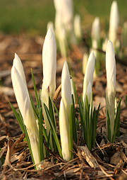 Krokus med flisdække