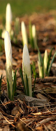 Krokus i bed med flis