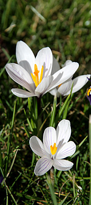 Hvide krokus i løgplæne