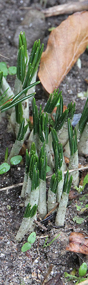 Krokus