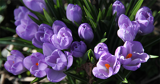 blå krokus