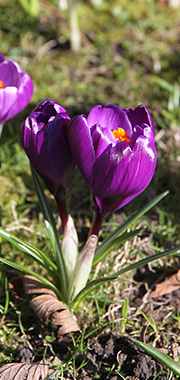 Krokus i plæne