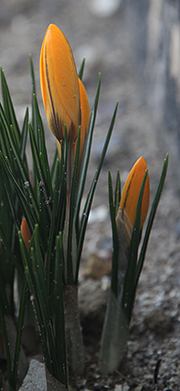 Krokus i februar i knop.