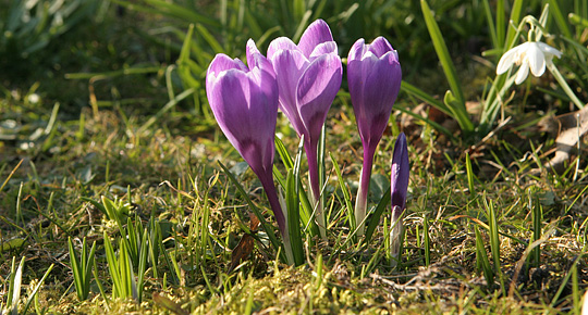 Krokus i græsplæne