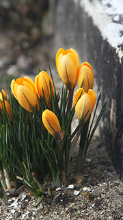 Krokus blomstrer