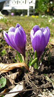 Blå krokus