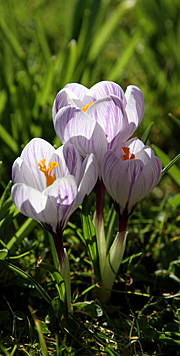 Stribede krokus