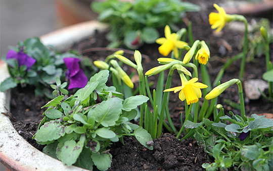 Krukke med forårsblomster