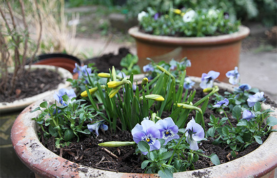 Krukker med forårsblomster