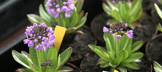 Kugleprimula